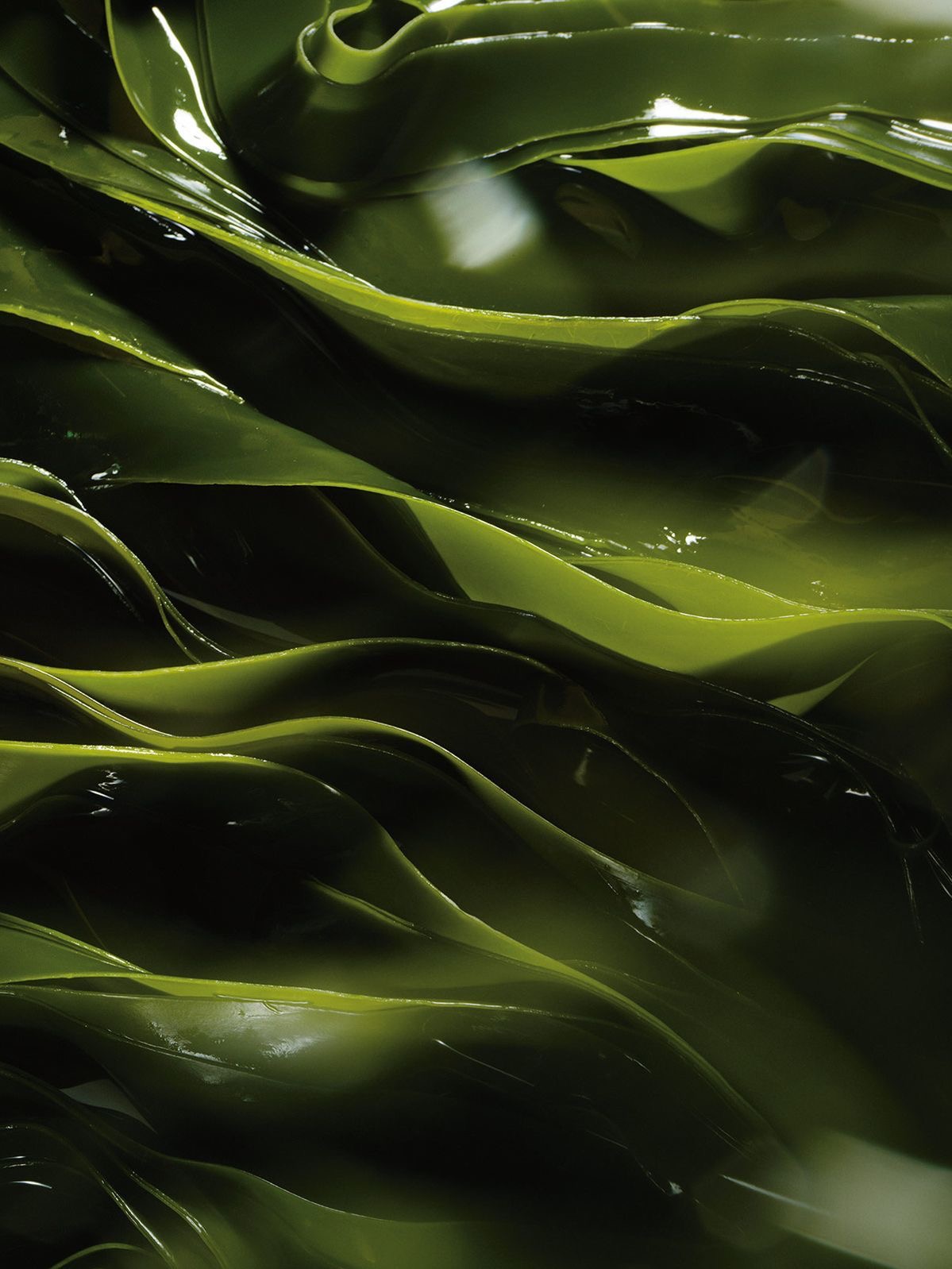 Тайская СПА-программа с ламинарией в Thai Thai